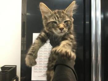 A1927723 -  Domestic Short Hair Cat for Adoption in Thousand Palms, California - A1927723 | PetCurious