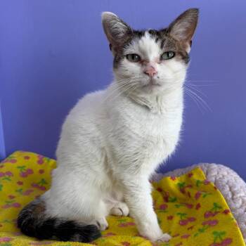 Mildred -  Domestic Short Hair Cat Available for Adoption in Mankato, Minnesota - Mildred | PetCurious
