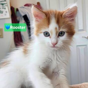 ADOPTION EVENT, Saturday 10-10 12pm-3pm -  Siamese and Ragdoll Cat for Adoption in Yorba Linda, California - ADOPTION EVENT, Saturday 10-10 12pm-3pm | PetCurious