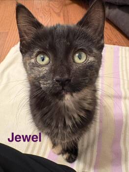 Jewel -  Tortoiseshell Cat for Adoption in Hamilton, Ontario - Jewel | PetCurious
