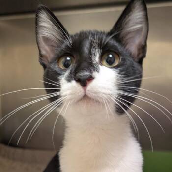 Gingko -  Domestic Short Hair Cat for Adoption in Sonoma, California - Gingko | PetCurious