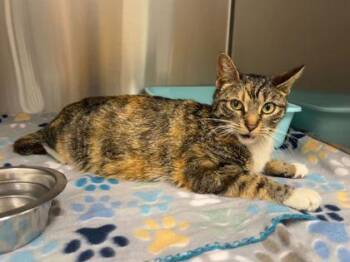 Domestic Short Hair Cats Available for Adoption in Kansas City, Missouri - JoJa | PetCurious