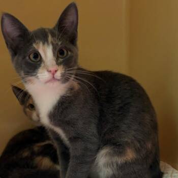 Poppy -  Domestic Short Hair Cat for Adoption in East Hanover, New Jersey - Poppy | PetCurious