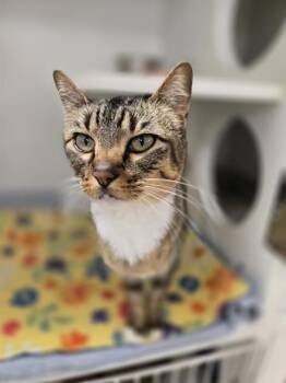 Domestic Short Hair Cats Available for Adoption in Kent, Washington - SUGARCANE | PetCurious
