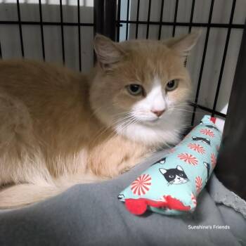 Fluffy Buffy Boy (FBB) -  Domestic Medium Hair Cat for Adoption in Jessup, Maryland - Fluffy Buffy Boy (FBB) | PetCurious