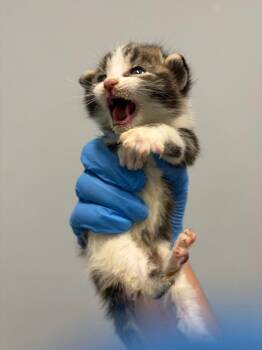Bob -  Domestic Short Hair Cat for Adoption in Bloomington, Indiana - Bob | PetCurious