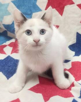 PeeWee -  Domestic Short Hair Cat for Adoption in Little Rock, Arkansas - PeeWee | PetCurious