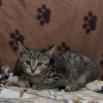 Bobbie Jo (SGN) -  Domestic Short Hair Cat Available for Adoption in Janesville, Wisconsin - Bobbie Jo (SGN) | PetCurious