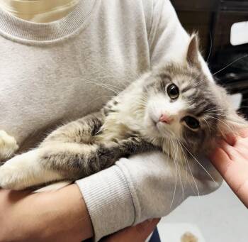 Domestic Medium Hair Cats Available for Adoption in Perth Amboy, New Jersey - Eleanor | PetCurious