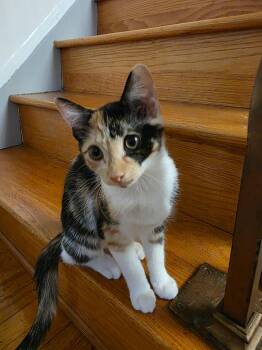 Biscotti -  Domestic Short Hair Cat for Adoption in Catasauqua, Pennsylvania - Biscotti | PetCurious