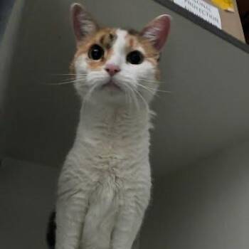 Lucky -  Domestic Short Hair Cat for Adoption in Jeffersonville, Indiana - Lucky | PetCurious