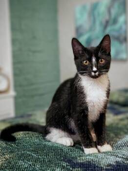 Tattoo -  Tuxedo Cat for Adoption in Theodore, Alabama - Tattoo | PetCurious
