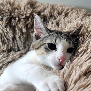 Pan -  Domestic Short Hair Cat for Adoption in Plainfield, Illinois - Pan | PetCurious