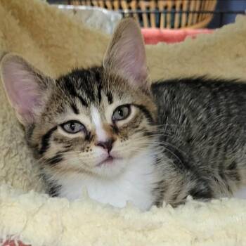 Comet -  Domestic Short Hair Cat Available for Adoption in Pennsville Township, New Jersey - Comet | PetCurious
