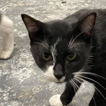 Sir Hoya -  Domestic Short Hair Cat for Adoption in Inwood, West Virginia - Sir Hoya | PetCurious