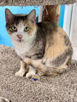 Pepper -  Torbie Cat for Adoption in Scottsburg, Indiana - Pepper | PetCurious