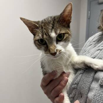 Rescue Domestic Short Hair Cats for Adoption in Oneonta, New York - Trinity | PetCurious