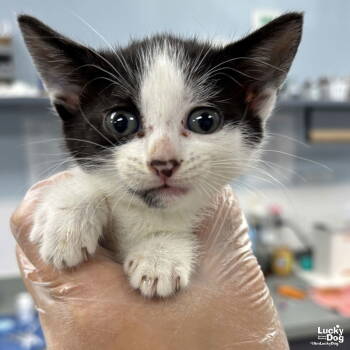 Rescue Domestic Short Hair Cats for Adoption in Washington, District Of Columbia - Sage | PetCurious