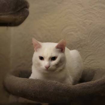 Rescue Domestic Short Hair Cats for Adoption in Portage, Michigan - Sugar | PetCurious