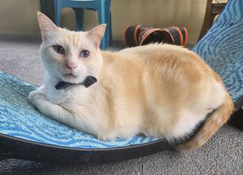 Greek -  Siamese and Domestic Short Hair Cat for Adoption in Magnolia Springs, Alabama - Greek | PetCurious