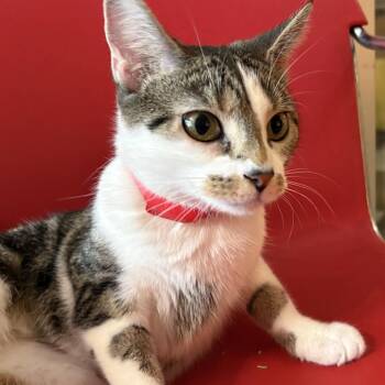 Fiona -  Domestic Short Hair Cat for Adoption in Evansville, Indiana - Fiona | PetCurious