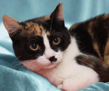 Marnie -  Calico Cat for Adoption in Euclid, Ohio - Marnie | PetCurious