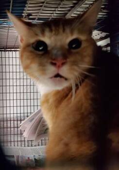 Domestic Short Hair Cats Available for Adoption in Fort Lauderdale, Florida - ROMEO | PetCurious