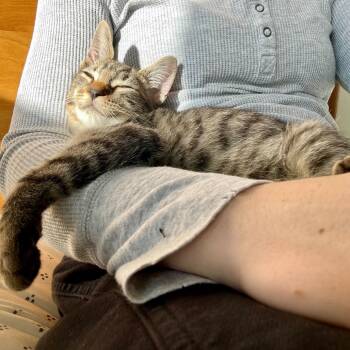 Rescue Domestic Short Hair Cats for Adoption in Charlotte, North Carolina - Oliver | PetCurious