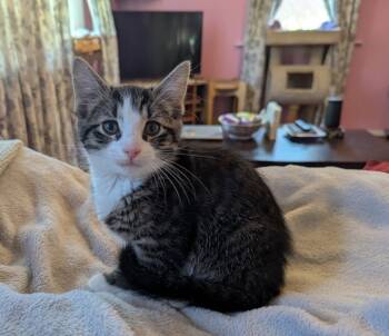 Rescue Domestic Short Hair Cats for Adoption in Parkville, Maryland - Cornea | PetCurious