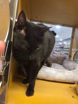 Domestic Short Hair Cats Available for Adoption in Randolph, Alabama - Romeo | PetCurious