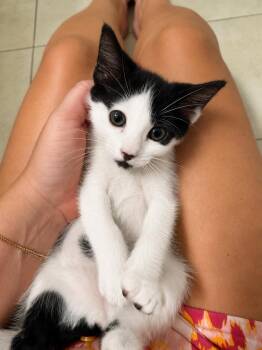 Dolly Purrkins -  Domestic Short Hair Cat for Adoption in Homestead, Florida - Dolly Purrkins | PetCurious