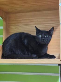 CORN -  Domestic Short Hair Cat for Adoption in St. Peters, Missouri - CORN | PetCurious