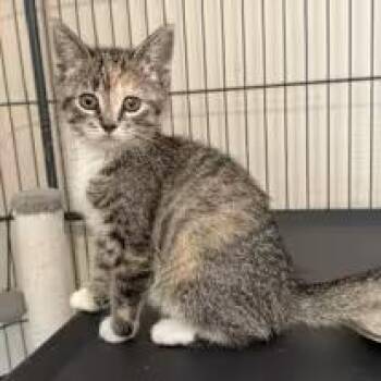 Zara -  Domestic Short Hair Cat for Adoption in Blaine, Minnesota - Zara | PetCurious