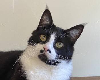 Rescue Domestic Short Hair Cats for Adoption in Manitou Springs, Colorado - MJ | PetCurious