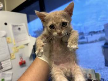 Rescue Domestic Short Hair Cats for Adoption in Grand Prairie, Texas - SORBET | PetCurious