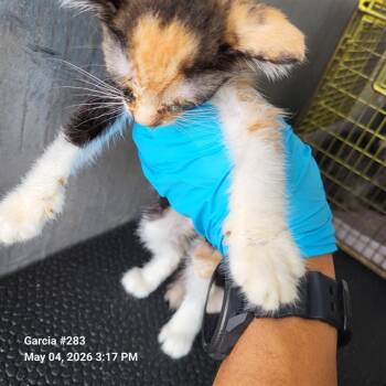 Domestic Short Hair Cats Available for Adoption in San Antonio, Texas - MALLORIE | PetCurious