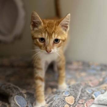 Tiger King -  Domestic Short Hair Cat for Adoption in Jacksboro, Tennessee - Tiger King | PetCurious