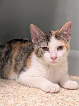 Calista -  Calico Cat for Adoption in Waupun, Wisconsin - Calista | PetCurious