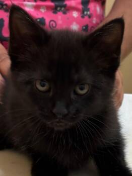 Domestic Short Hair Cats Available for Adoption in Elizabethton, Tennessee - THISTLE | PetCurious