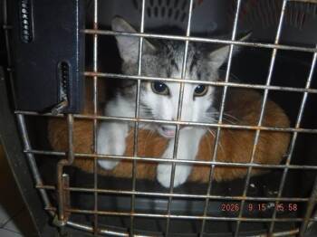BOBBY -  Domestic Short Hair Cat for Adoption in Oroville, California - BOBBY | PetCurious