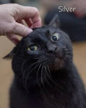 Rescue Domestic Short Hair Cats for Adoption in Watkinsville, Georgia - Silver | PetCurious