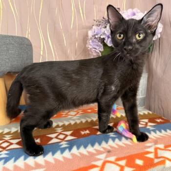 Bat -  Domestic Short Hair Cat for Adoption in Long Beach, Mississippi - Bat | PetCurious