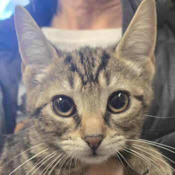 Bear -  Domestic Short Hair Cat for Adoption in East Hanover, New Jersey - Bear | PetCurious