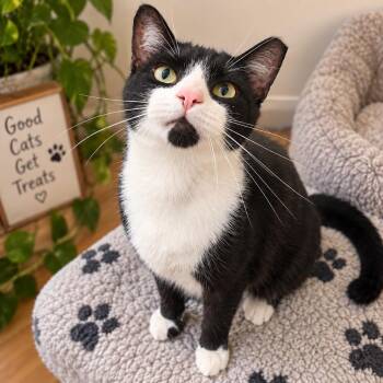 Frankie -  Domestic Medium Hair Cat for Adoption in Phoenix, Arizona - Frankie | PetCurious