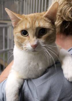 Rescue Domestic Short Hair Cats for Adoption in Broomfield, Colorado - GIZELE | PetCurious