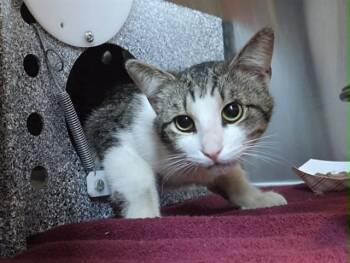 Domestic Short Hair Cats Available for Adoption in Martinez, California - BUTTERBEAN | PetCurious
