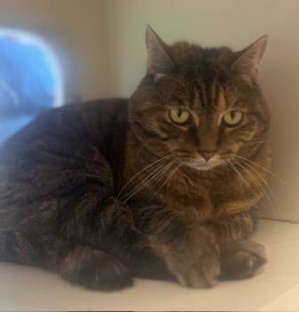 Rescue Domestic Short Hair Cats for Adoption in Atlanta, Georgia - Divalicious | PetCurious