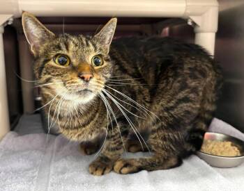 Yoshi: not at the shelter -  Domestic Short Hair and Tabby Cat for Adoption in Rustburg, Virginia - Yoshi: Not At The Shelter | PetCurious