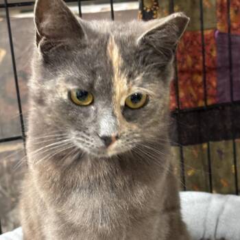 Domestic Short Hair Cats Available for Adoption - Blossom | PetCurious