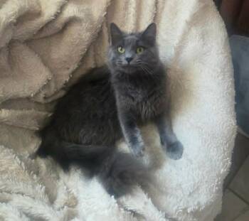 Princess Pretty Pants -  Domestic Long Hair Cat Available for Adoption in Reeseville, Wisconsin - Princess Pretty Pants | PetCurious